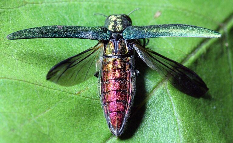 The Emerald Ash Borer